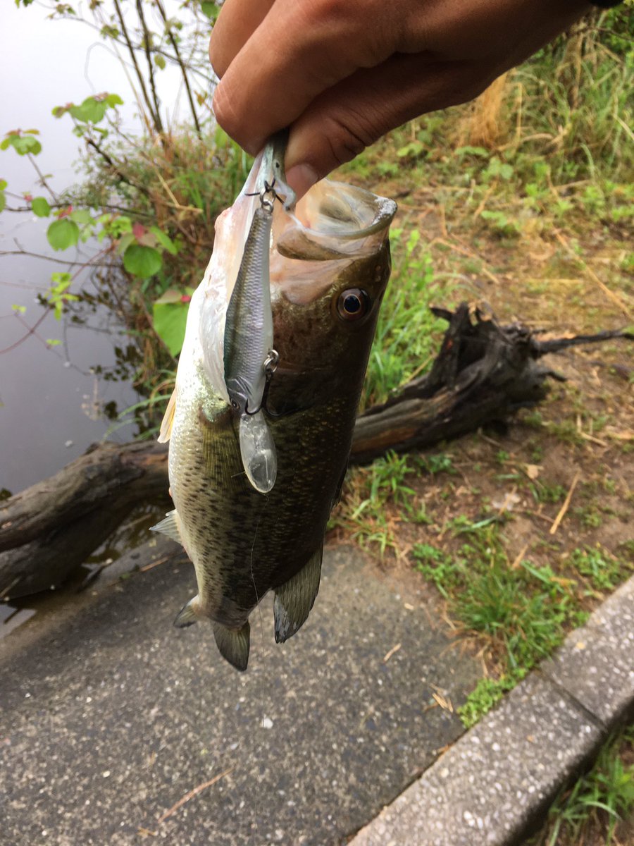 Fish Stock على تويتر なかなか釣りに行きづらい 去年の今頃は良かったなぁ 昨年5月10日 弥栄ダム 弥栄湖スポーツ公園にて T Co X4juwos1sx掲載ポイント バス釣り 弥栄ダム おかっぱり たちまち釣りいこうや Fish Stock على تويتر なかなか釣りに行きづらい 去年の今頃は良かったなぁ 昨年5月10日 弥栄ダム 弥栄湖スポーツ公園にて T Co X4juwos1sx掲載ポイント バス釣り 弥栄ダム おかっぱり たちまち釣りいこうや