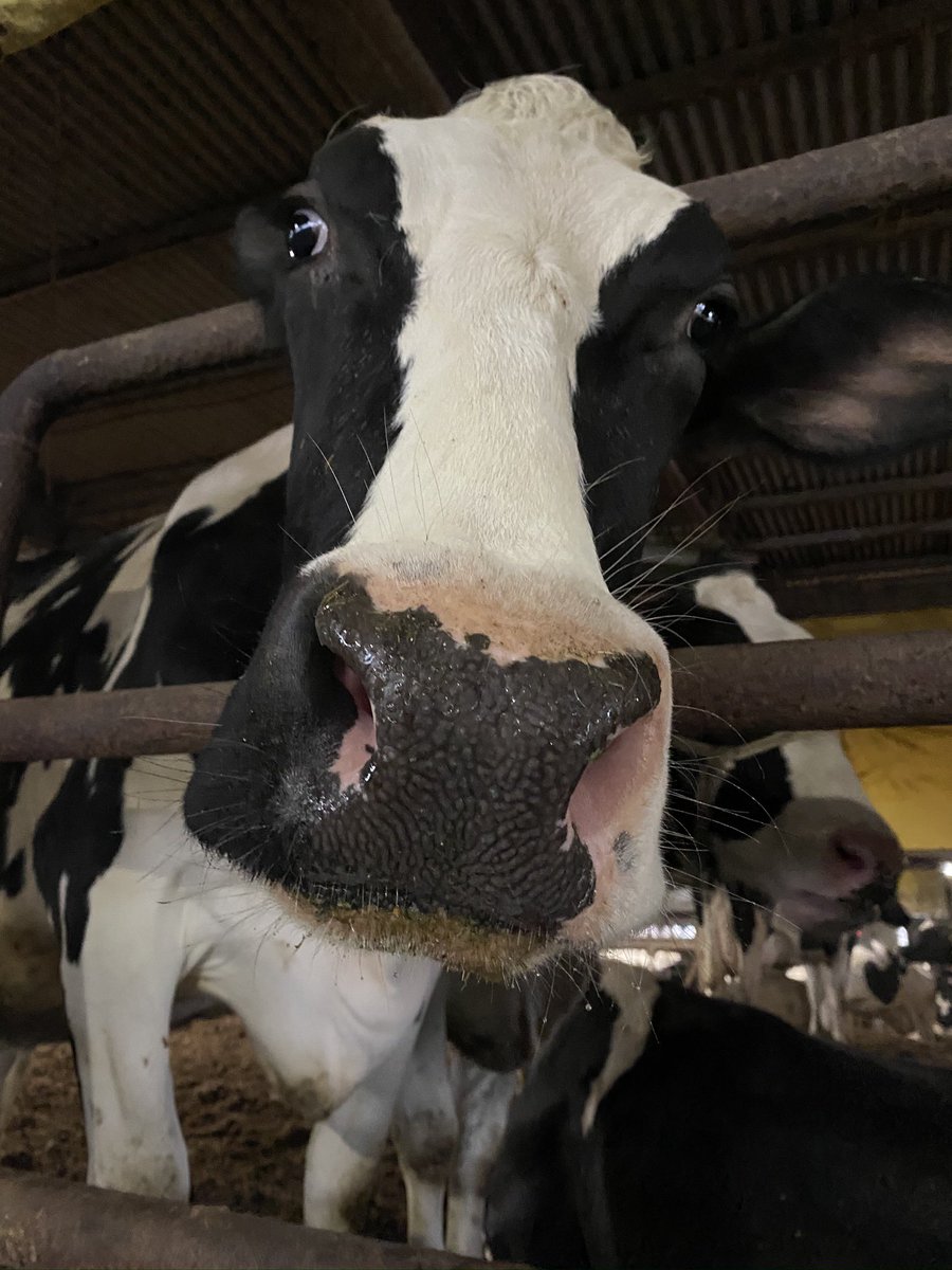 Yuo Hoof Care 黒い牛 白い牛 白黒牛 みんな好みは違いますよね 僕は白勝ちの牛が好き