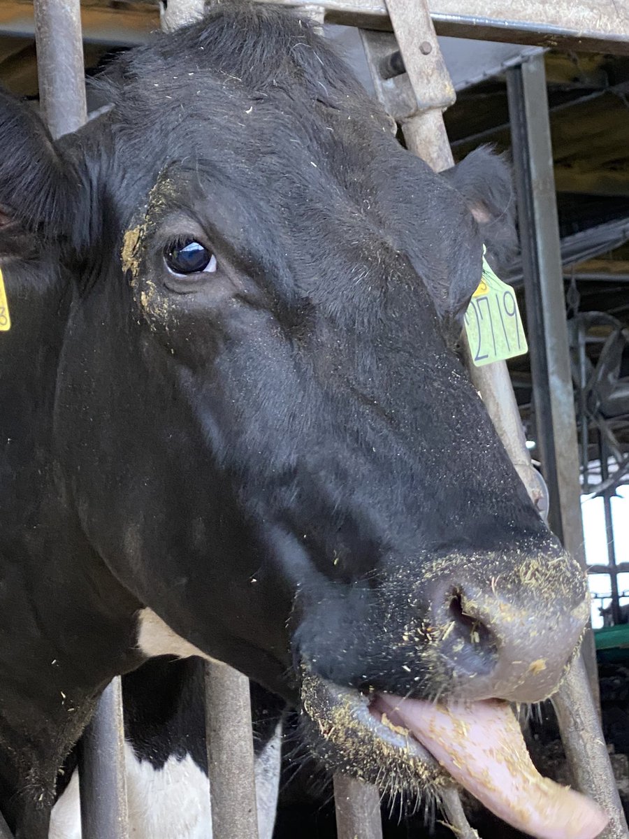 Yuo Hoof Care 黒い牛 白い牛 白黒牛 みんな好みは違いますよね 僕は白勝ちの牛が好き