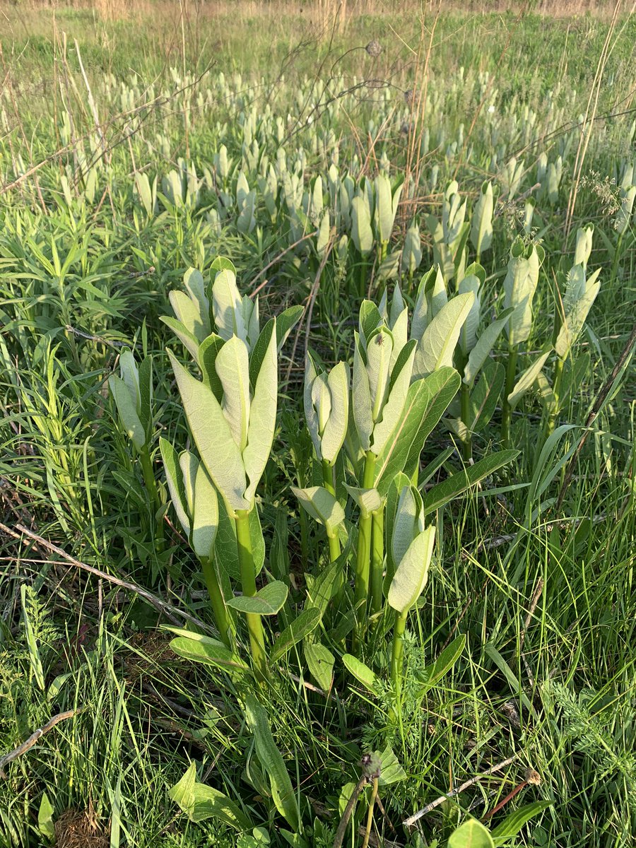 MRVictor97's tweet photo. Great to see the milkweed coming along nicely @leslieparkgolf @A2Parks @huronhillsgolf @MonarchsJV #monarchs #monarchsintherough #pollinators #audubonintl https://t.co/bBcVUWwn8V