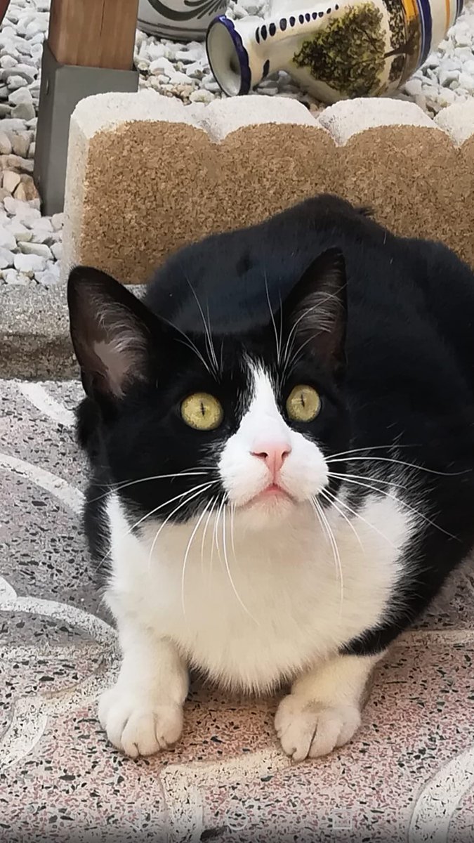 FELIX sigue buscando una familia !!! 
Madrid 
A FELIX le dejaron en un jardin ahí sigue.
No le pueden tener, nadie ha preguntado por él.
Nos ayudáis a difundirle para encontrarle aunq sea una casa de acogida ? necesita una casa.
Muchas gracias
asociacionlara.org
691598283