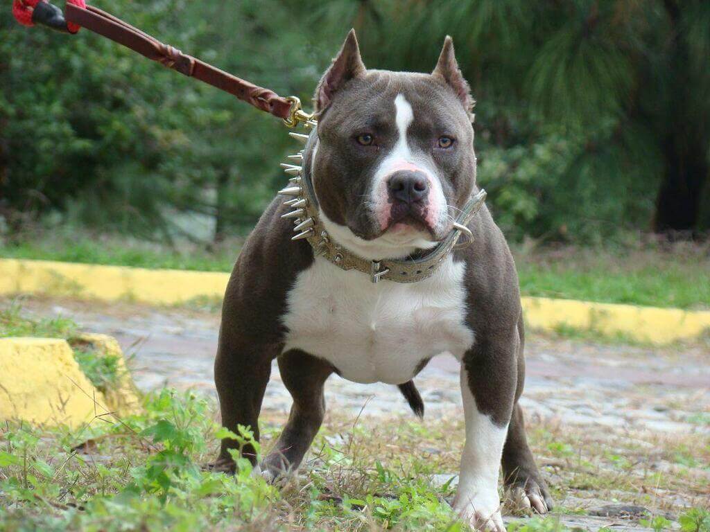 PNurturing's tweet photo. 7+ Different Types of Pitbull 

Below we have mentioned the different types of Pitbulls with details and facts. If you are planning to adopt Pitbulls then you should know the pitbull types. 

Know more in details: https://t.co/8E5VvE6yd4

#pitbull #pitbullsofinstagram #dog https://t.co/t37iPkBnFd