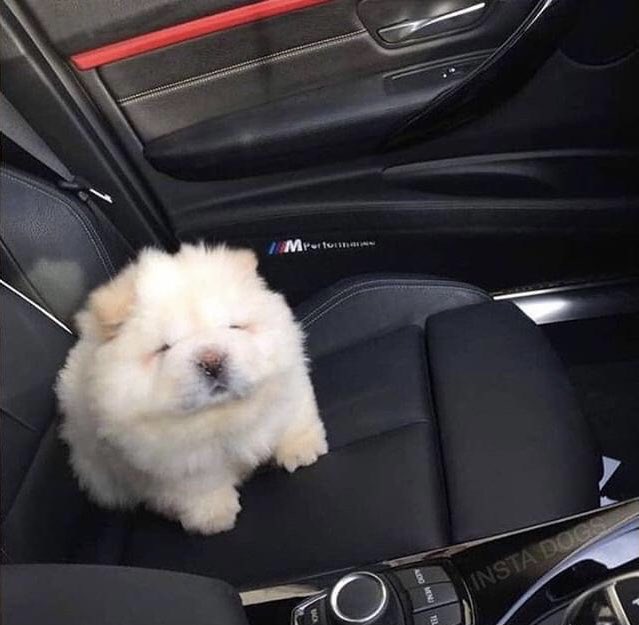 maitreya_412's tweet photo. someone spilled mashed potatoes in the car https://t.co/VGlqXArvC7