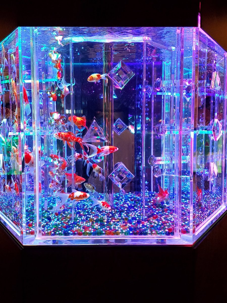 アートアクアリウムに行ってきました 金魚の水槽とライトアップでめちゃ綺麗でした 単行本作業中 川喜田ミツオのイラスト