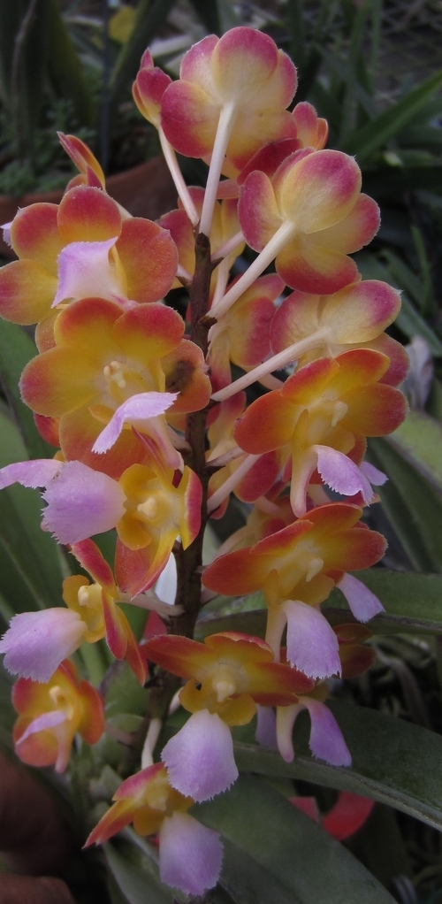 TwoFer Tuesdays! #motesorchids #orchids #twofer conta.cc/3oQVVzq