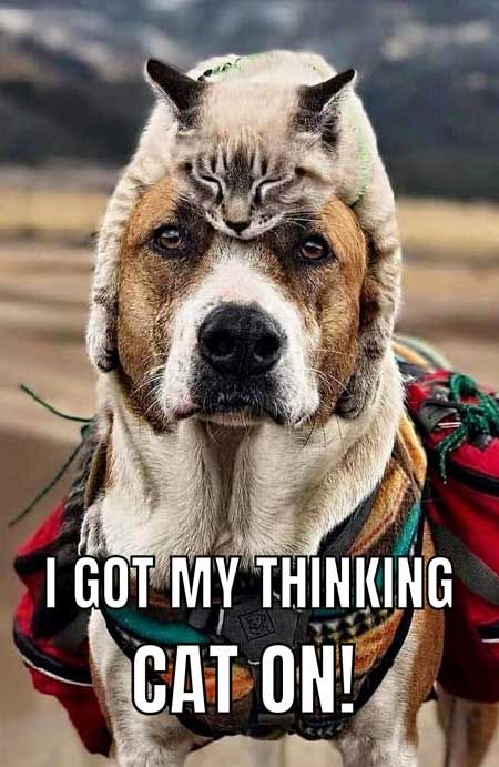 ShadowDogDesign's tweet photo. I got my thinking #cat on.
#Dogs #Dog #FunnyDog #DogsAreLove #BestFriend #ThinkingCat https://t.co/j82Uu4ZRLy