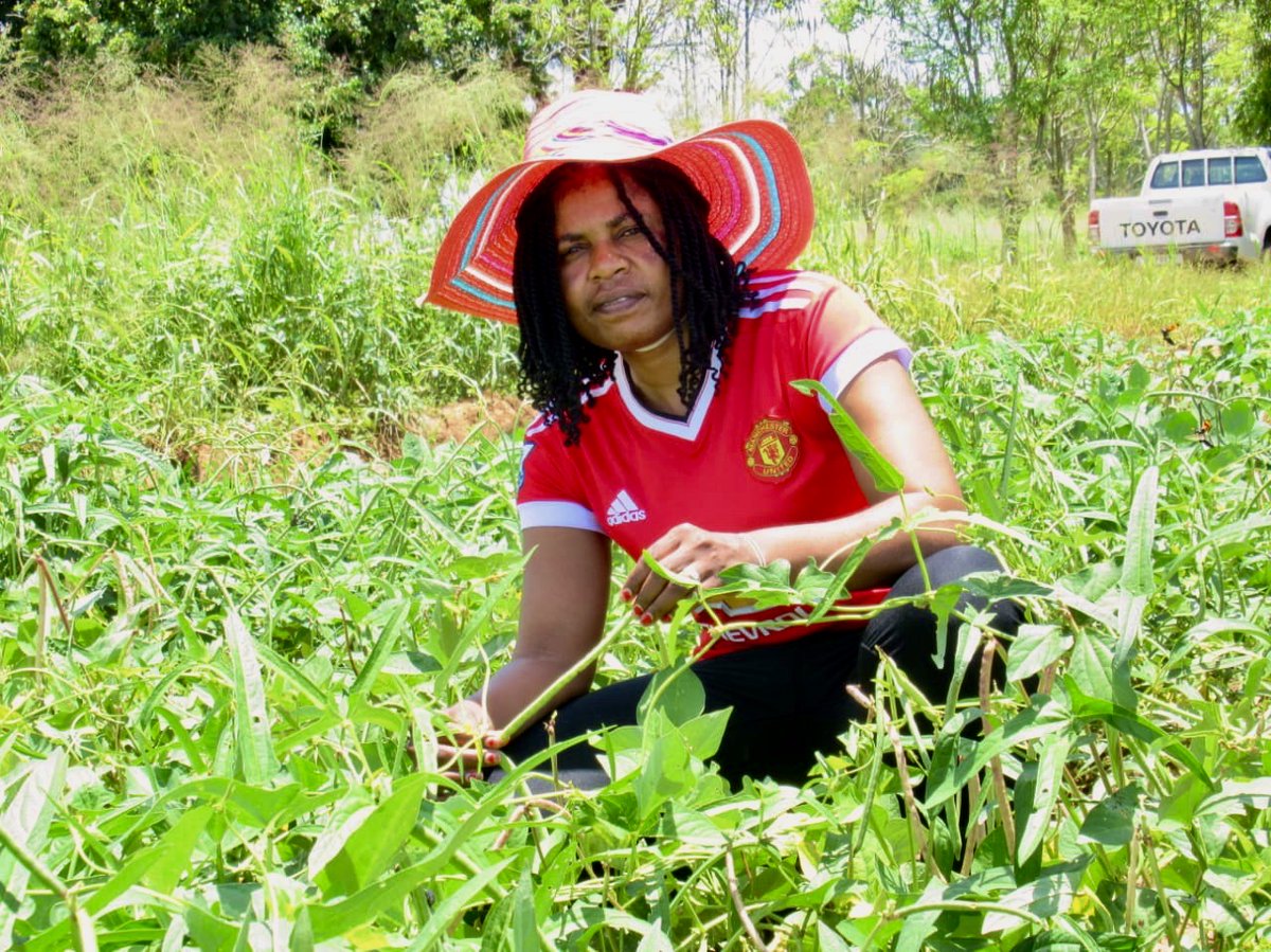 Autumn graduation
Nelia Nkhoma Phiri, Zambi
PhD Thesis Title:
Genetic Improvement of Cowpea [Vigna unguiculata (L.) Walp.] for Grain Yield and Yield Components in Zambia
Read more: bit.ly/3ud1Dhf
@AGRAAlliance