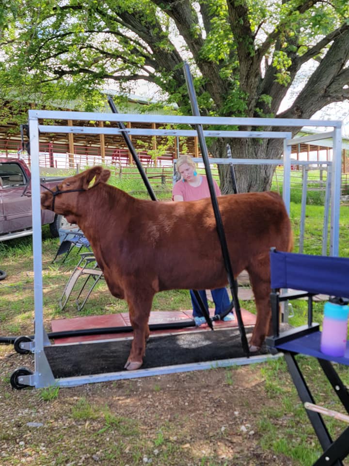 BVUAgInstitute's tweet photo. BVU Livestock Show Team's final event of the season this past weekend. Maggie placed second in her class. Great work this year to all involved! https://t.co/qGbl2qPbJ4