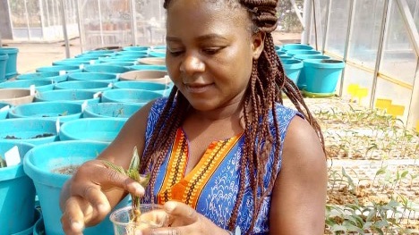 Autumn graduation
Esnart Nyirenda Yohane, Malawi
PhD Thesis Title:
Breeding for Early Maturity and Resistance to Fusarium Wilt (Fusarium udum Butler) in Pigeonpea [Cajanus cajan (L.) Millspaugh]
Read more: bit.ly/3bNDHtd
@AGRAAlliance