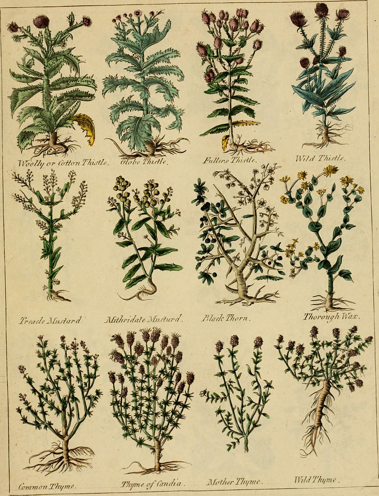 FolkloreThurs's tweet photo. This week's #FolkloreThursday theme is folklore of plants, flowers and herbs! (Image: Culpeper's Herbal, via wikimedia commons) https://t.co/qrvXoJaLwd