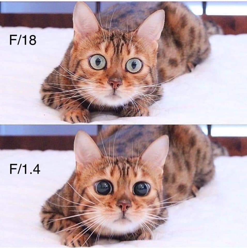 aperture explained in a  nutshell :)

#sonyalpha #sonyalpharumors