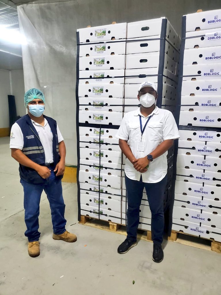 AgrocalidadZ5's tweet photo. 📍#SantaElena | #Agrocalidad junto a la empresa exportadora Bdlogic, logran realizar el primer envío de 21 000 kg de Aguacate Hass, con destino España 🇪🇸, cumpliendo con la calidad de exportación e inspección de la Agencia.
#CertificamosCalidad https://t.co/Vjj4kXoGol