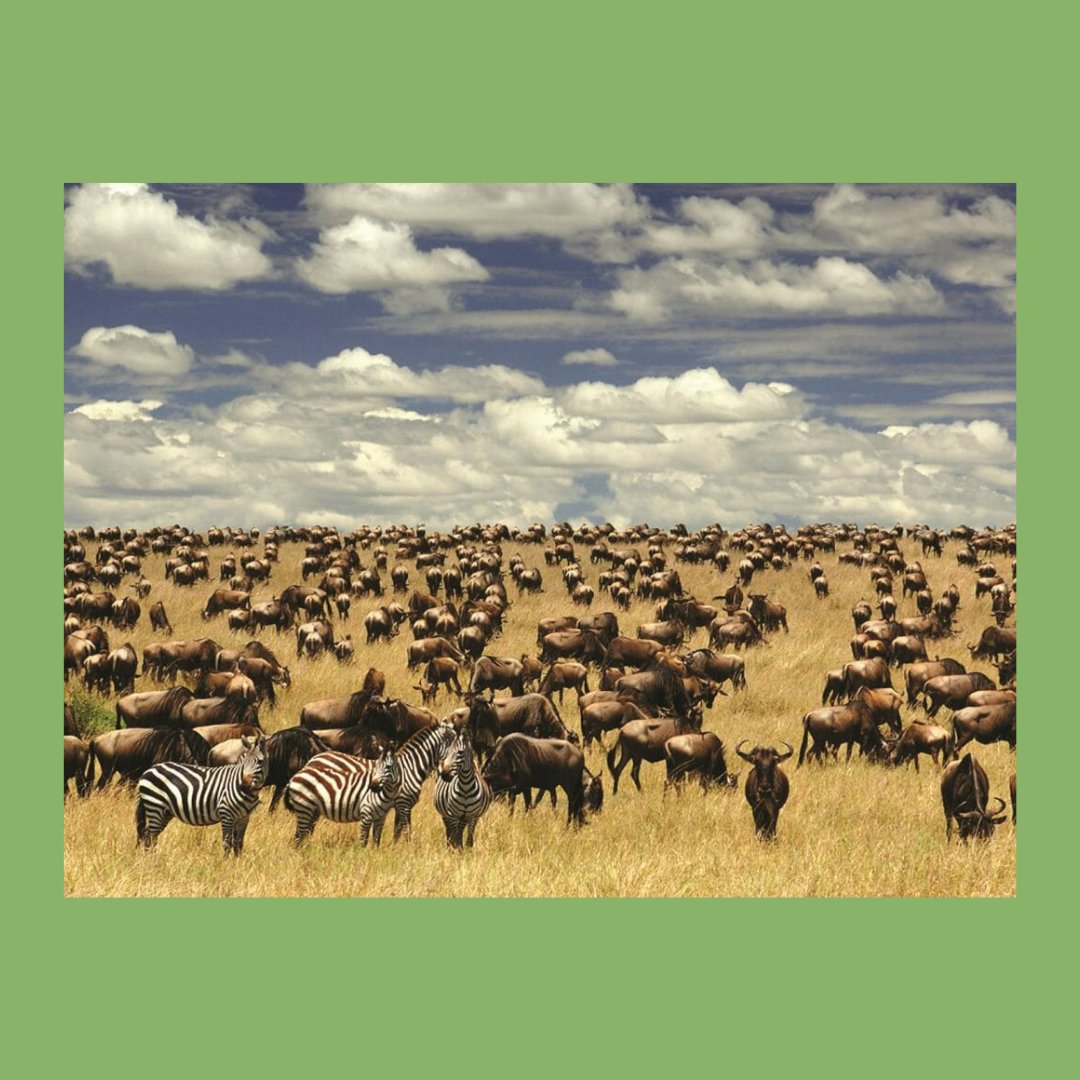 AFRICA IS A HOME TO THE LARGEST WILDLIFE IMMIGRATION ON EARTH

The Serengeti (Tanzania) hosts the world’s largest wildlife migration on Earth with over 750,000 zebras marching ahead of 1.2 million wildebeest as they cross this amazing landscape
#AfricaDay
#AfricaDay2021