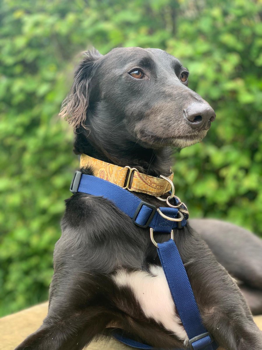 Obe relaxing after his walk today ☺