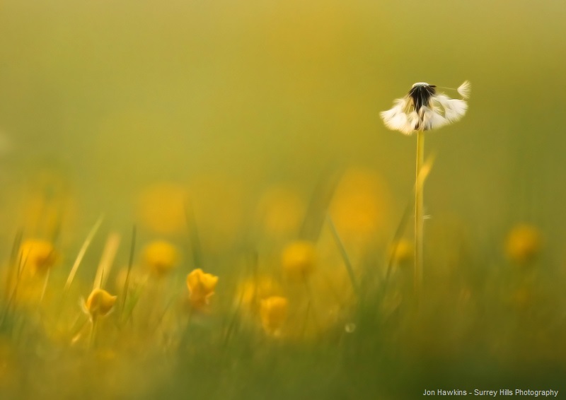 WildlifeTrusts's tweet photo. According to @Love_plants on average:
5 daisies 🌼🌼🌼🌼🌼
2 dandelions 🌼🌼
6 buttercups 🌼🌼🌼🌼🌼🌼
Are enough to keep one bee happy for one day! 🐝

Let your grass grow this month!
#NoMowMay #GrowDontMow
https://t.co/sn3nKRG8Zi https://t.co/PCV3WXmUcN