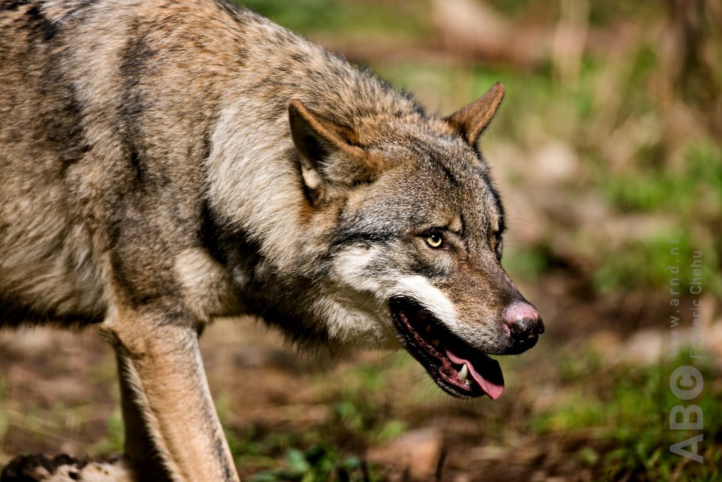 Bitpaarden's tweet photo. Heeft de wolf in Nederland het gemunt op paarden? https://t.co/pNkrkCvEuN https://t.co/zVXNI00pM0