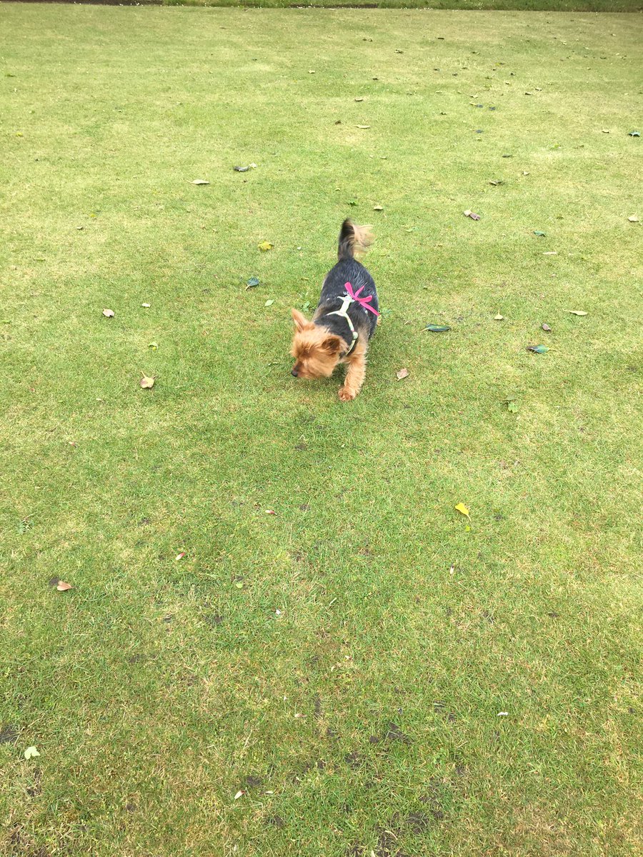 gofetchdogwalk tweet picture
