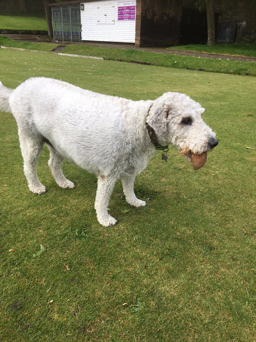 gofetchdogwalk tweet picture