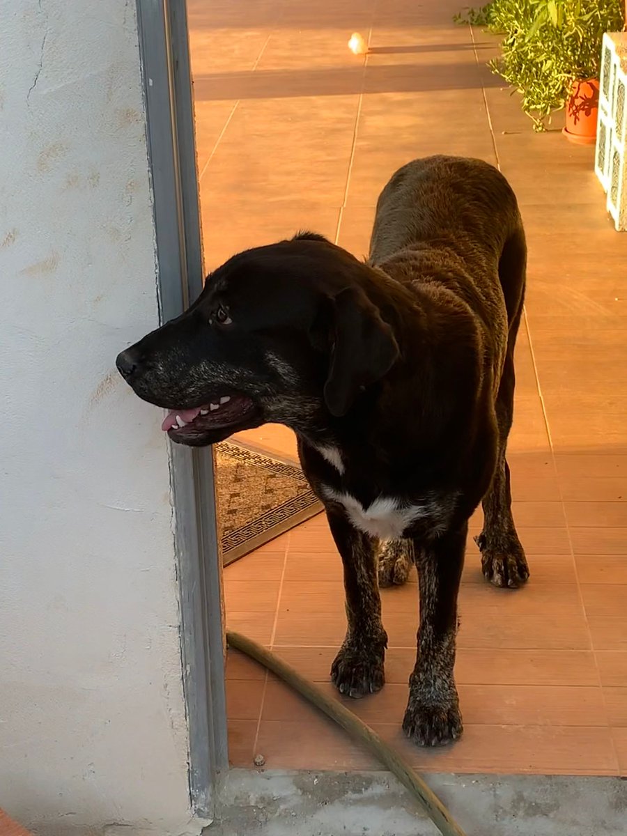 ApasaProtectora's tweet photo. ⚠️AURORA SE HA ESCAPADO⚠️
Aurora se escapó ayer mientras paseaba por mitad de campo en Granatula (tirando para la zona del Moral). Lleva una correa roja arrastras. Es una perra de poco más de un año, cruce de mastín.
Si la ves, por favor llama al 655932056 🥺🙏 https://t.co/XQi7aiglUl