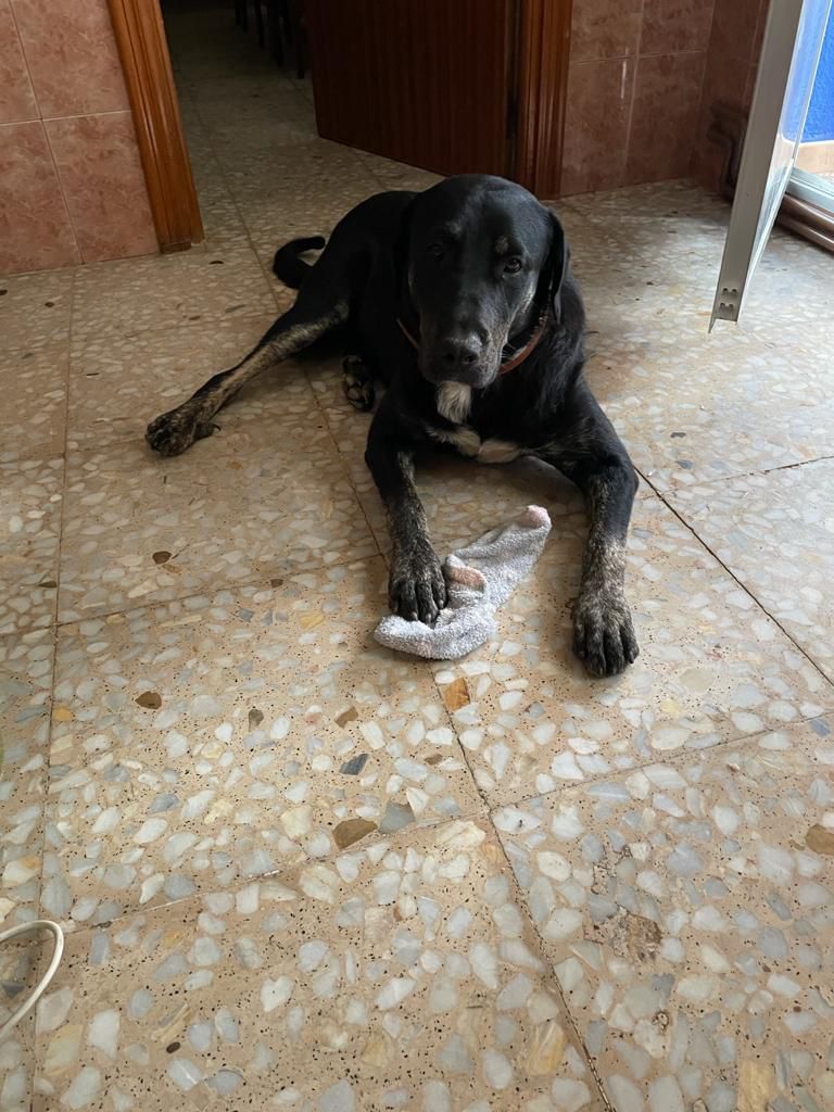ApasaProtectora's tweet photo. ⚠️AURORA SE HA ESCAPADO⚠️
Aurora se escapó ayer mientras paseaba por mitad de campo en Granatula (tirando para la zona del Moral). Lleva una correa roja arrastras. Es una perra de poco más de un año, cruce de mastín.
Si la ves, por favor llama al 655932056 🥺🙏 https://t.co/XQi7aiglUl