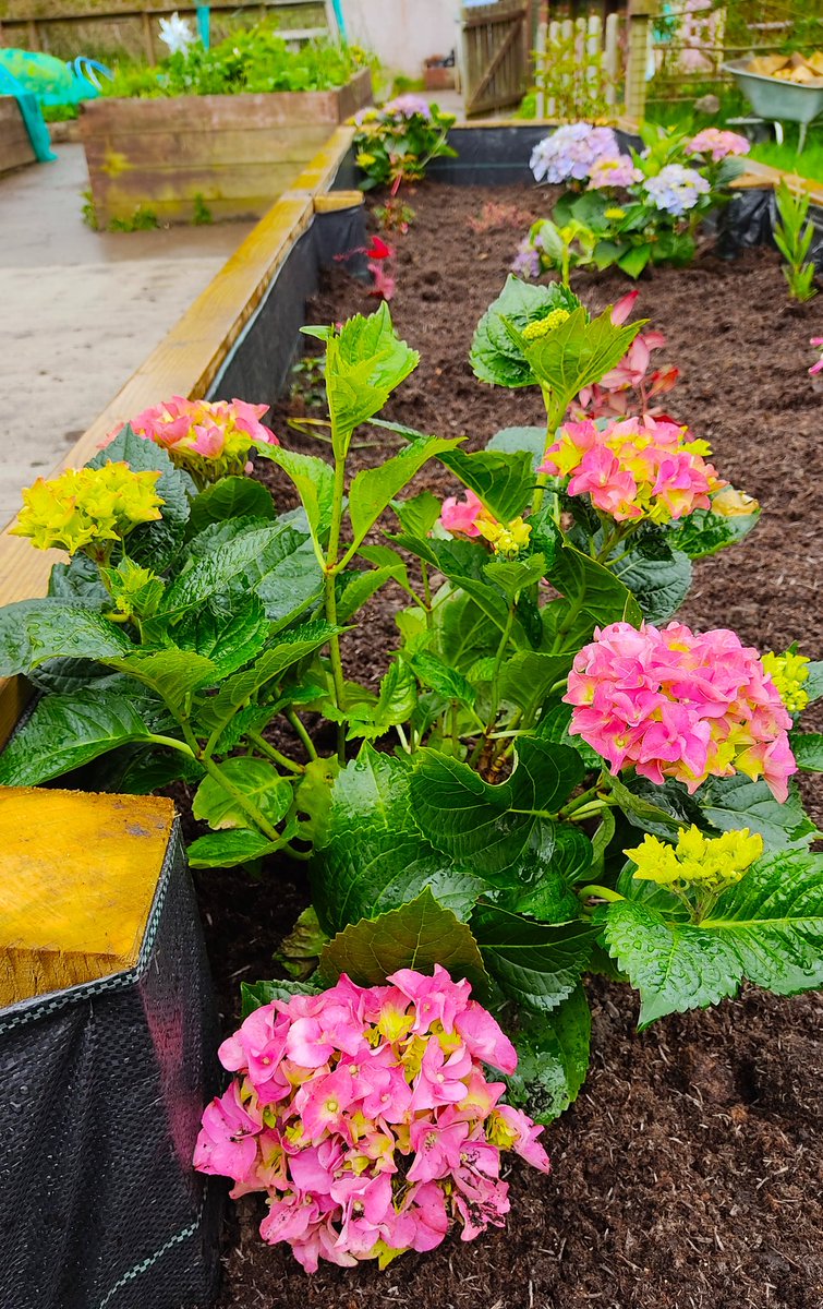 WinnieHNHu's tweet photo. A feast of flowers and plants in the JP community garden this morning. #justiceprince #community #jpcommunitygarden #localconversation #peopleshealthtrust #communitygarden #GrowingMinds #localconversations #CommunitiesWorkingTogether #growing #plant #wellbeing #gardening https://t.co/B8pUttcUqa