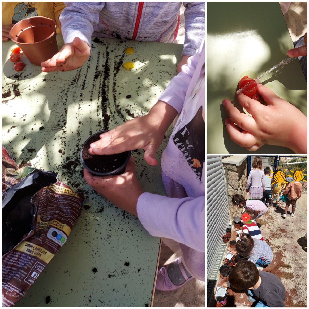 Hace tiempo plantamos semillas  para conocer el desarrollo de las plantas. Pero querían plantar algo que se pudiera comer. Así que hemos plantado 🍅 tomates...  ¿Saldrá una tomatera?  Ensaladas ricas en @pdielencinar 3añosC