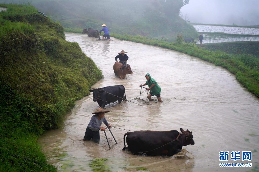 justsmmpro's tweet photo. A time traveling experience in Liping, Guizhou province! Hundreds of cattles plough in the fields, reminiscent of the period of prosperous agriculture in ancient China. https://t.co/1NPlCAxtdj