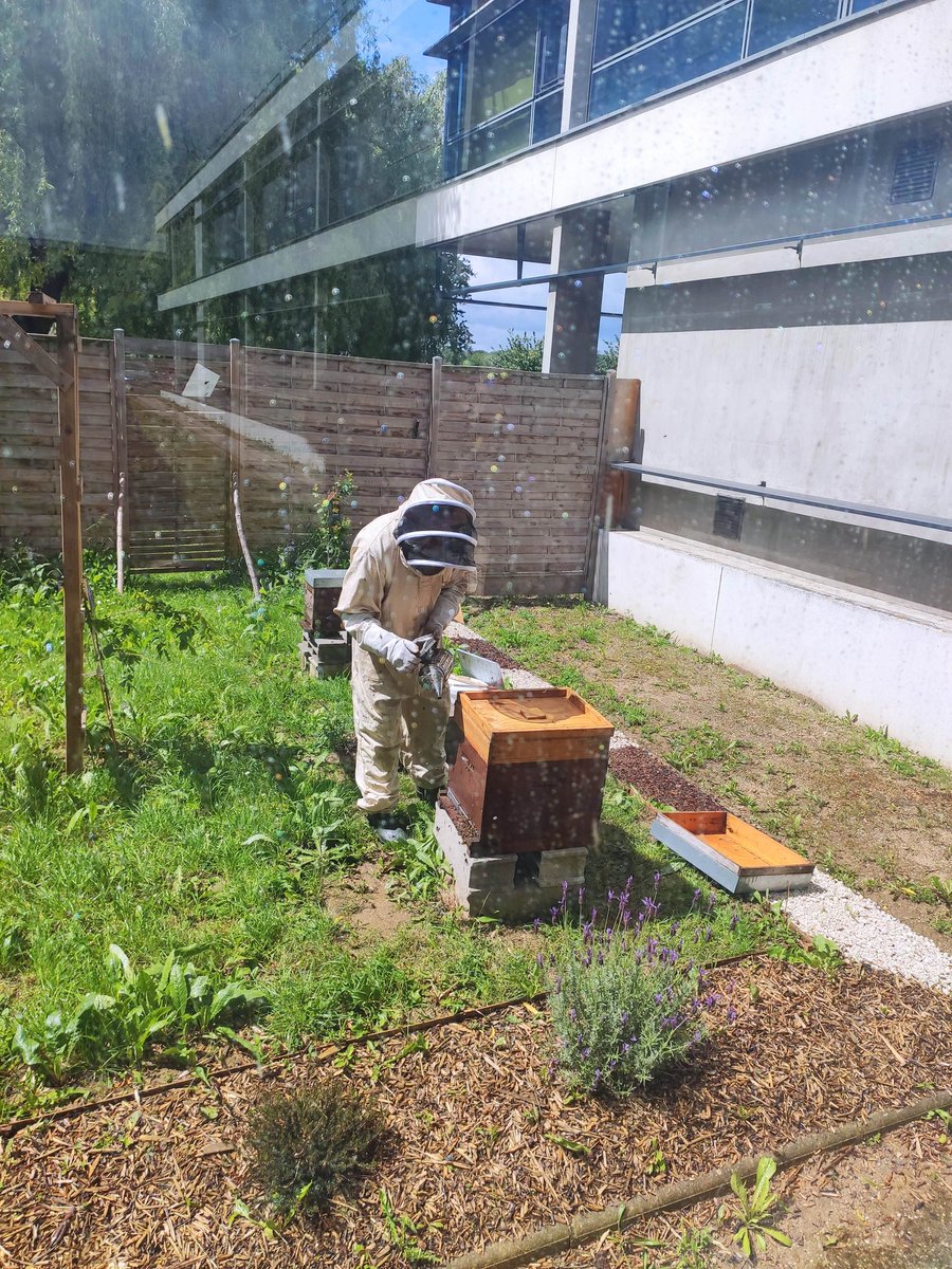 pevosny's tweet photo. La bonne nouvelle se confirme 😃
Un essaim et sa reine sont venus occuper une de nos ruches vides 😍
Merci les abeilles 🐝 pour ce beau cadeau 👌 https://t.co/BXtzjP841f