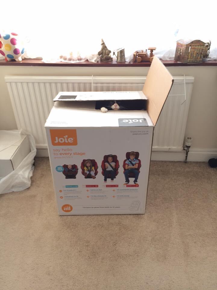 jackiewicker's tweet photo. @ChooiLee3 Ours preferred a box https://t.co/dp82aEFgTx