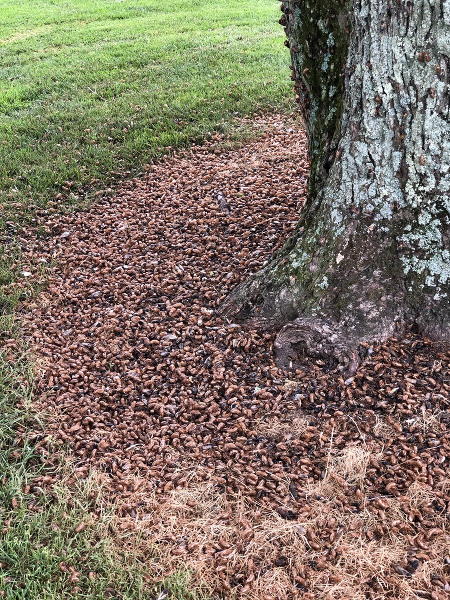 Got cicadas?