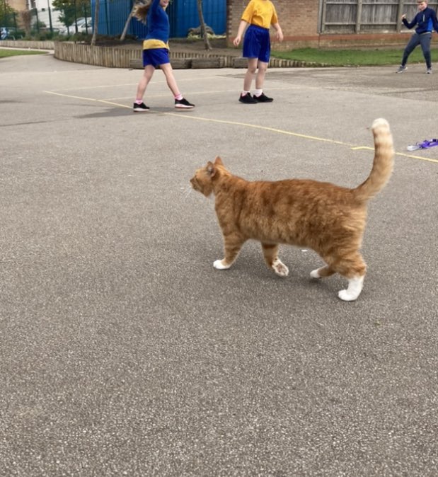 cdavidhssp's tweet photo. Extra pupil joined in my lesson @HuntsSSP today 😄 #notonroll https://t.co/wKttyqvTdO