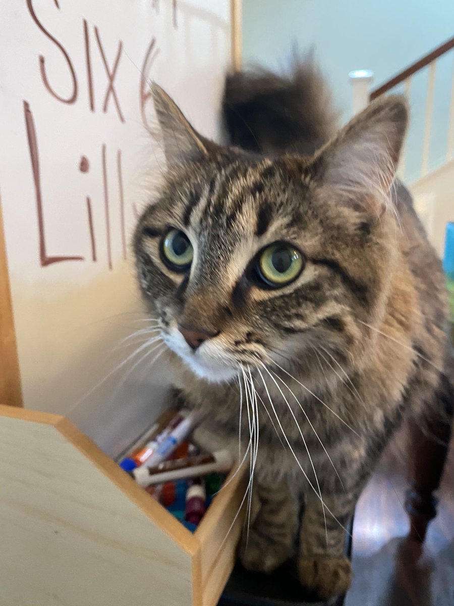 OverTheTopWendy's tweet photo. When you’re working on short i with the class and your cat ends up in the lesson. 😂 #SillyLilly #teachertweet https://t.co/SOiwHsxx2z