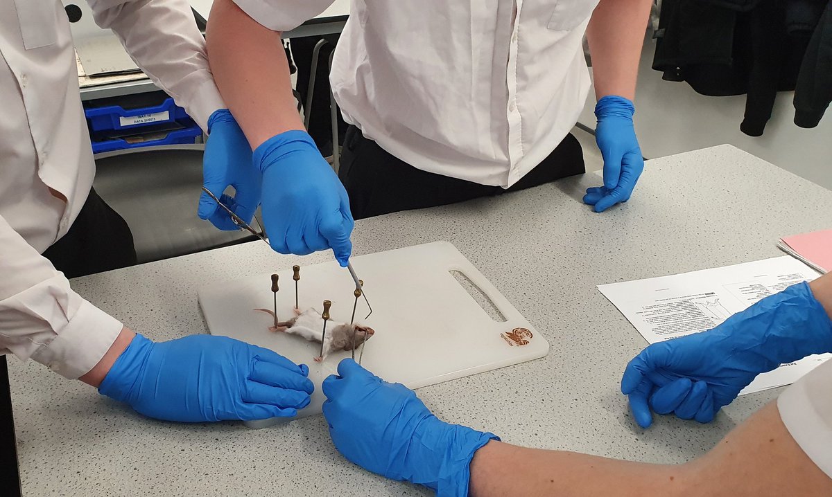 ArmthorpeSci's tweet photo. GRAPHIC IMAGE WARNING - PICTURES OF DISSECTIONS.

Year 11 were great today completing their A level bridging practical; dissecting mice! Well done #pride #Ambition #STEM https://t.co/UG2oG9D4KS