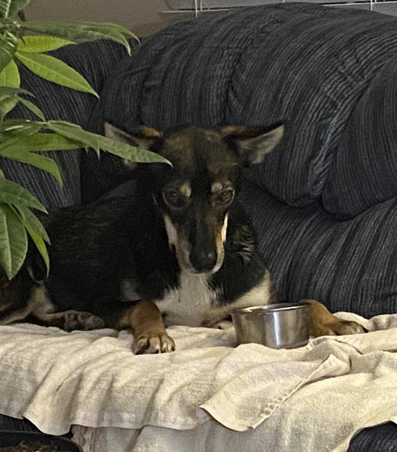 sasshole's tweet photo. @QuinceMountain @B_Carp01 @MariePaddock “Oh hey a tiny bowl are you gonna make me take a bath in it” https://t.co/YKFCpwByJk