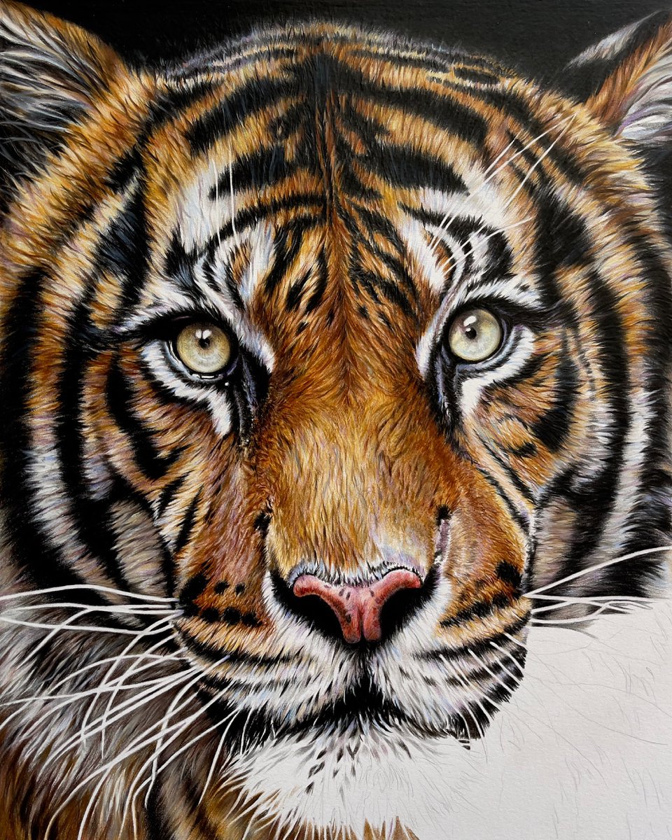 richwildart's tweet photo. More progress today on old stripes here with some whiskers and the beginning of a chin! Hope you like him so far and he will be available for sale very soon if you’re interested please feel free to DM. Thanks as always for looking by 🙏🏻😊 https://t.co/8SBZEWuiM4