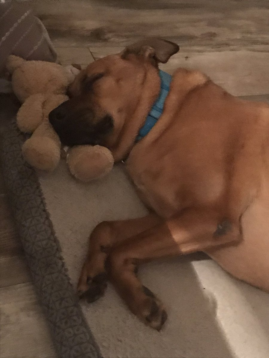 KarenGrigsby's tweet photo. She had a pillow but decided to use Teddy instead. #SleepyPupper https://t.co/jaTnrk4t1y