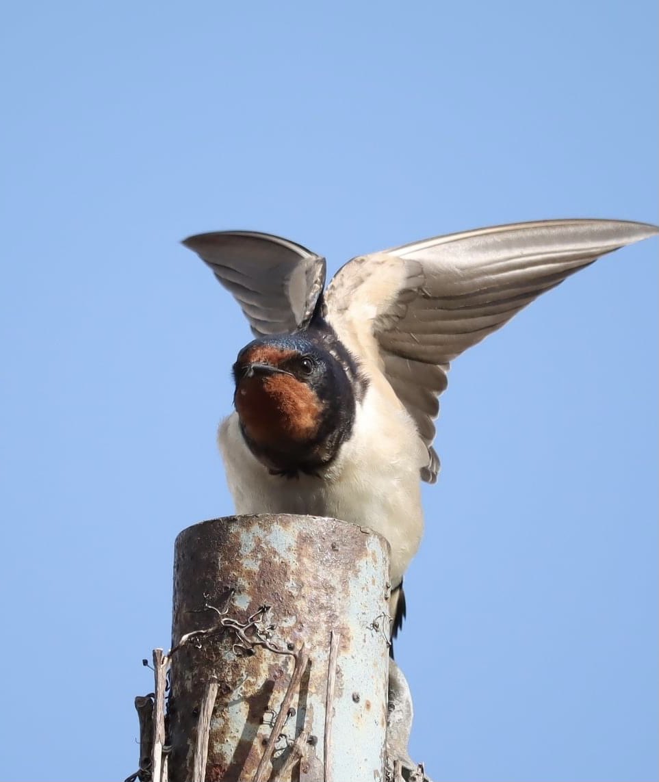 lill_dunne's tweet photo. Swallows. I am blessed to have these Swallows nesting next door to our house. #BioDataCentre #FarmlandBiodiversity #SpeciesADay #SpringWatch https://t.co/Jrz6xZnyki