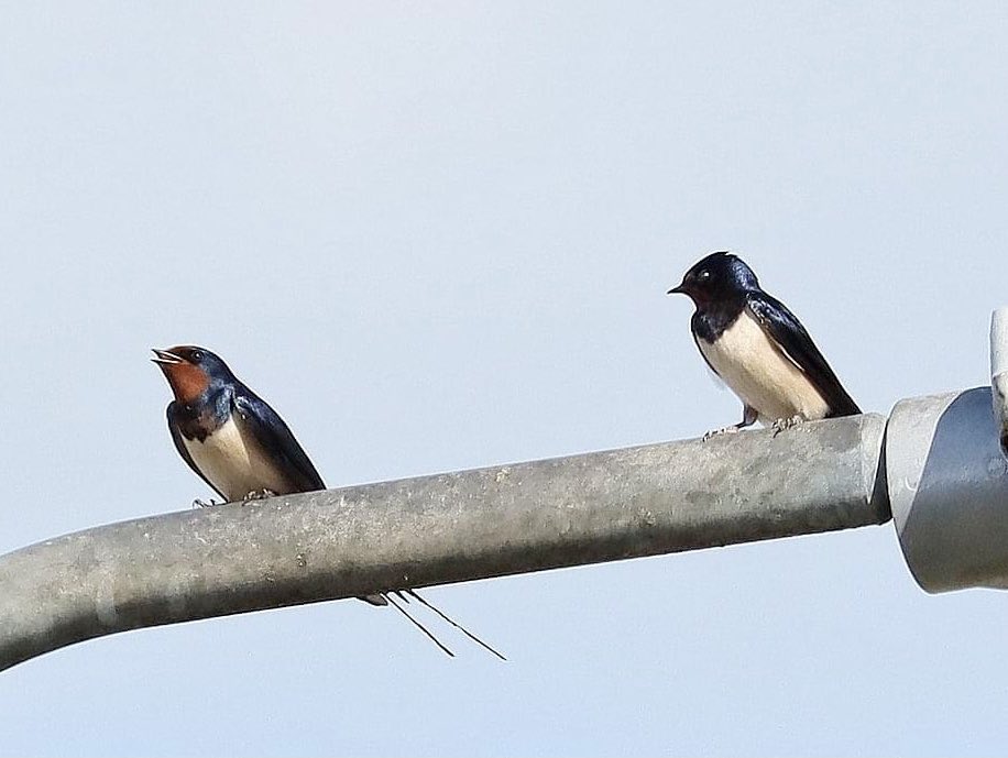 lill_dunne's tweet photo. Swallows. I am blessed to have these Swallows nesting next door to our house. #BioDataCentre #FarmlandBiodiversity #SpeciesADay #SpringWatch https://t.co/Jrz6xZnyki