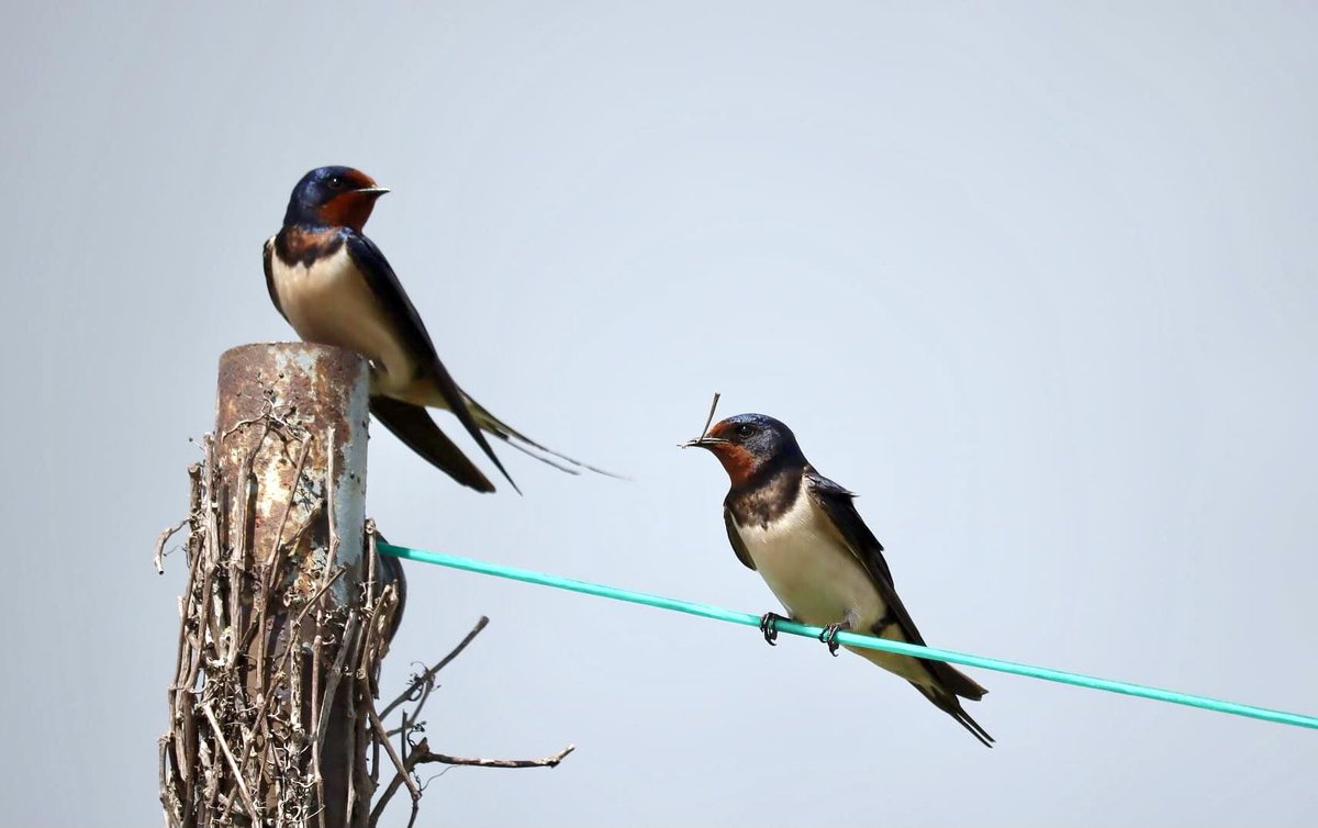 lill_dunne's tweet photo. Swallows. I am blessed to have these Swallows nesting next door to our house. #BioDataCentre #FarmlandBiodiversity #SpeciesADay #SpringWatch https://t.co/Jrz6xZnyki
