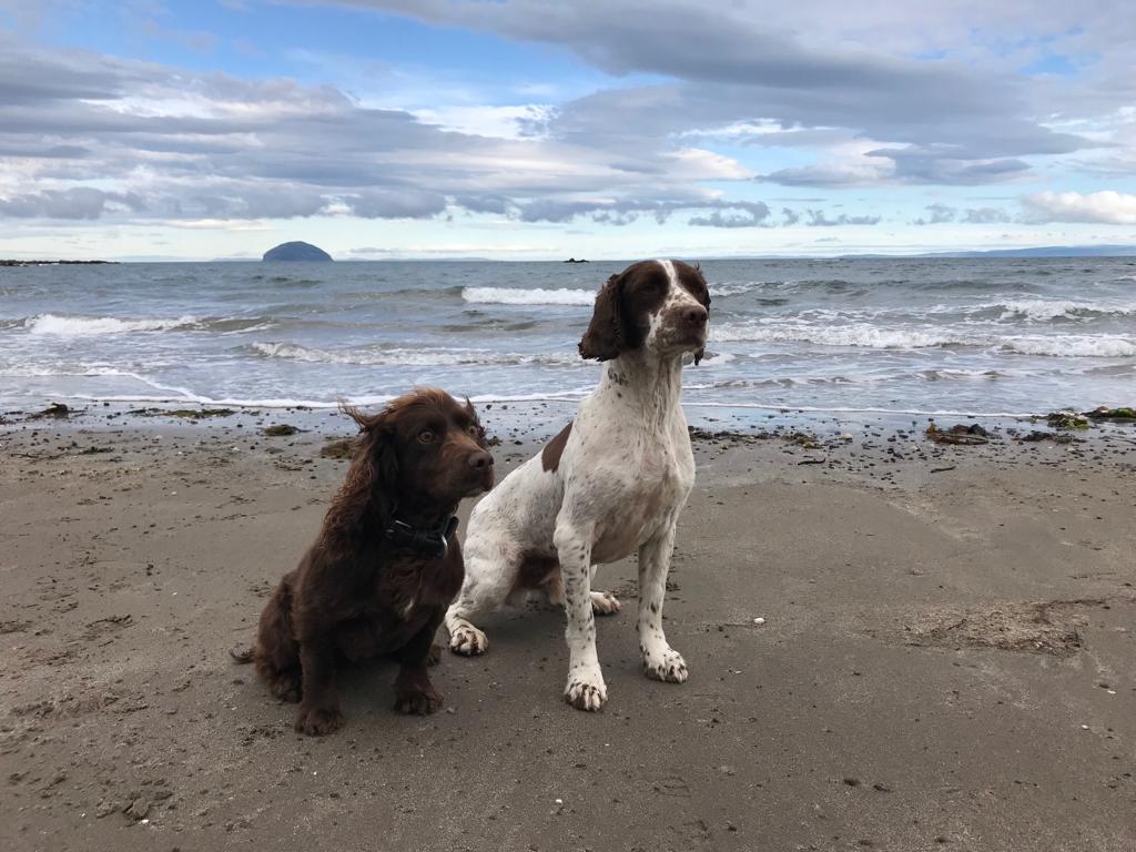 PSOSDogs's tweet photo. Emma Faulds - On the 12th June 2019 after an extensive search of Galloway Forest, Police dogs Bear &amp; Otis recovered the body of Emma. Today Ross Willox was convicted of her murder.  Read the full statement  https://t.co/ZxoCJzJyme   #victimrecoverydogs #PdBear #PdOtis https://t.co/knbSdKRZ14