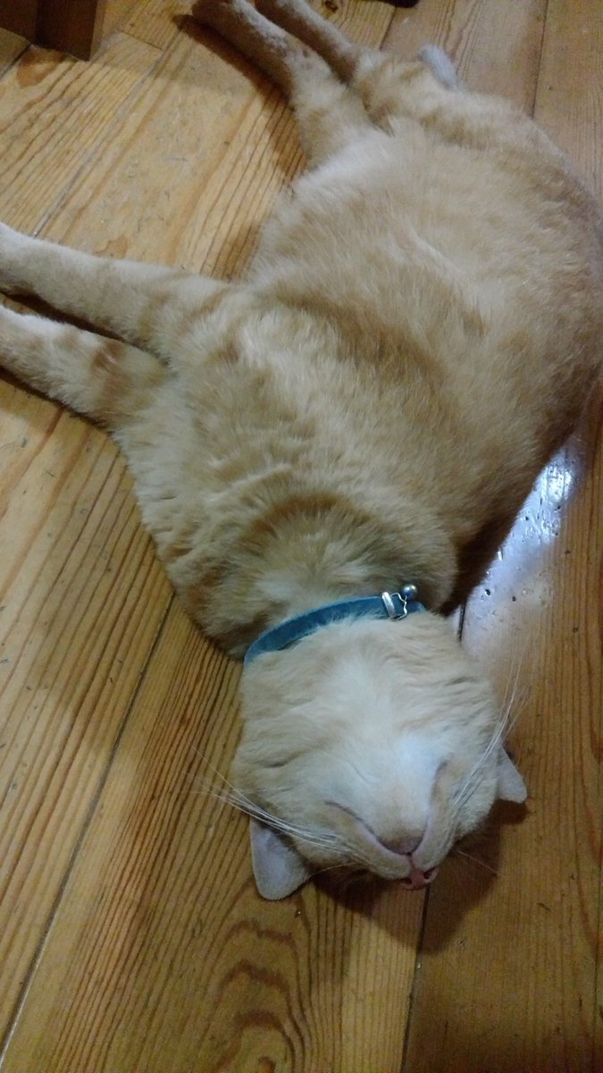 ぢゅの 床が冷たくて伸びてるの可愛いですね