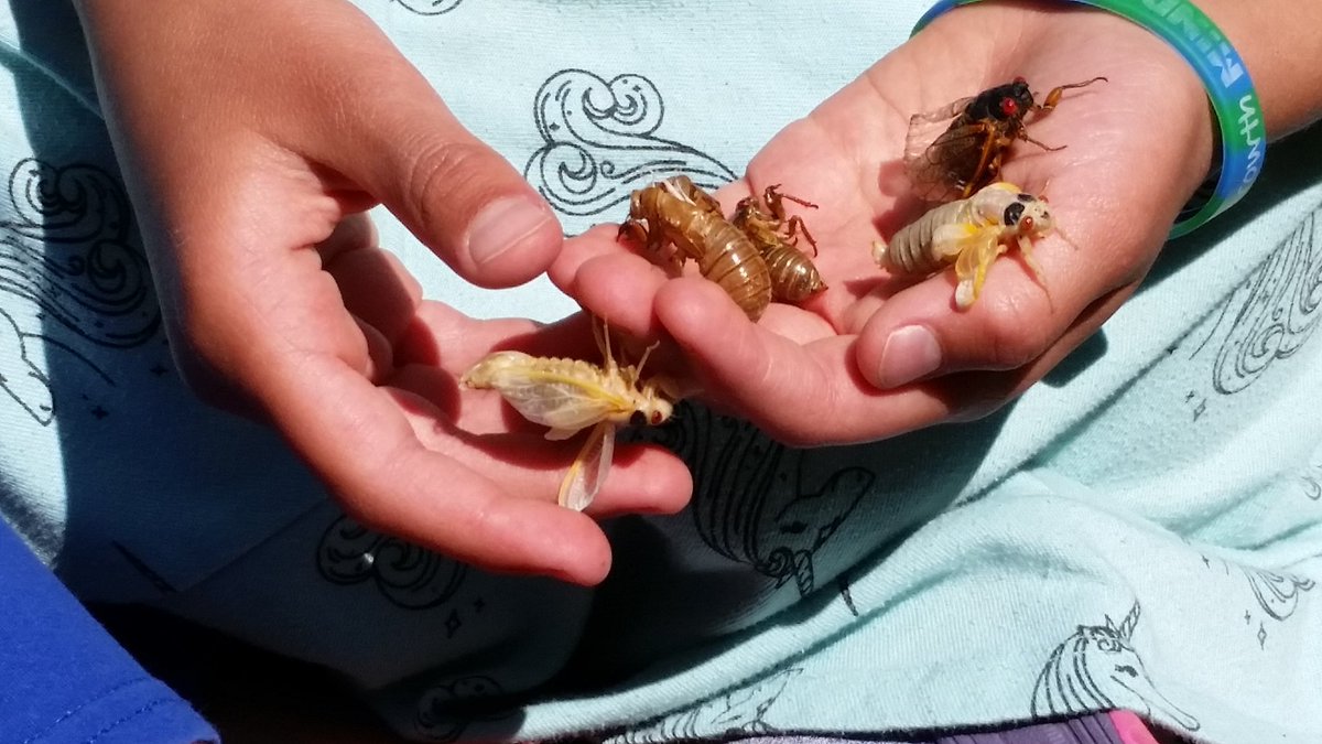 sierraclubmd's tweet photo. Brood X is here! Have you seen any cicadas near you? Tag us in your photos so we can check them out! To learn more, check out this great video from UMD! https://t.co/pDL2UU2k2k

#BroodX #Cicadas #SCMDConnector #SierraClubMD #SierraClub #ExploreEnjoyProtect #Maryland https://t.co/8c4bv1Set4