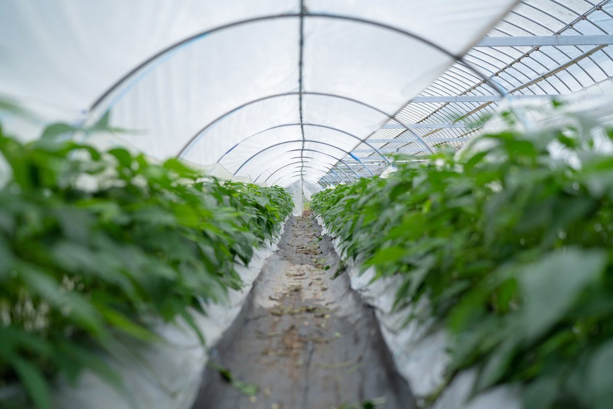 知り合いの農家さん、天敵昆虫(害虫を食べてくれる虫)を奥さんが200匹くらい捕まえてきて、ハウスに放し飼いにしてるらしい。すごい😳