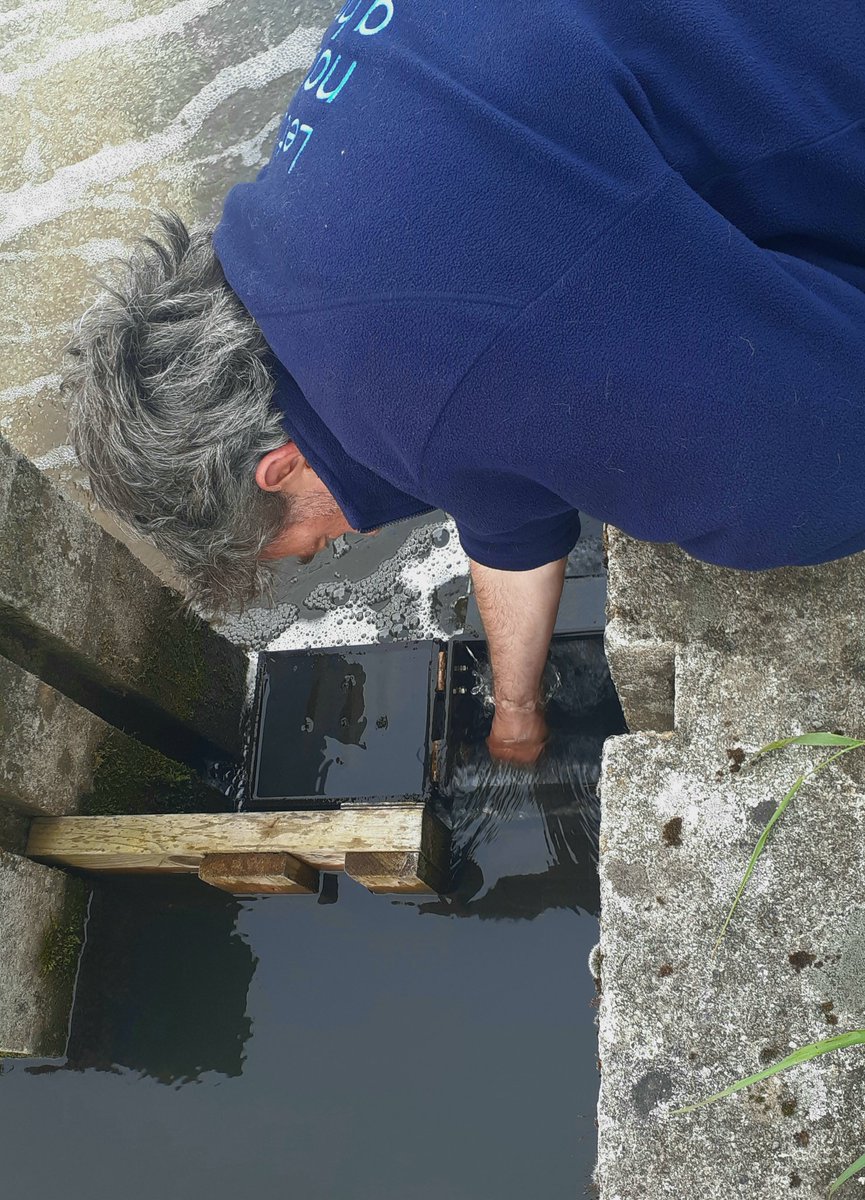 AmyBlaker's tweet photo. @RSPBLeightonM have been monitoring eels migrating along the dyke from Morecambe bay into the reserve since the 90's! Excited to spend more time with these lovely wee elvers. I wonder how many will make it back to the Atlantic vs how many will become a bitterns breakfast! https://t.co/at6rreJqfx