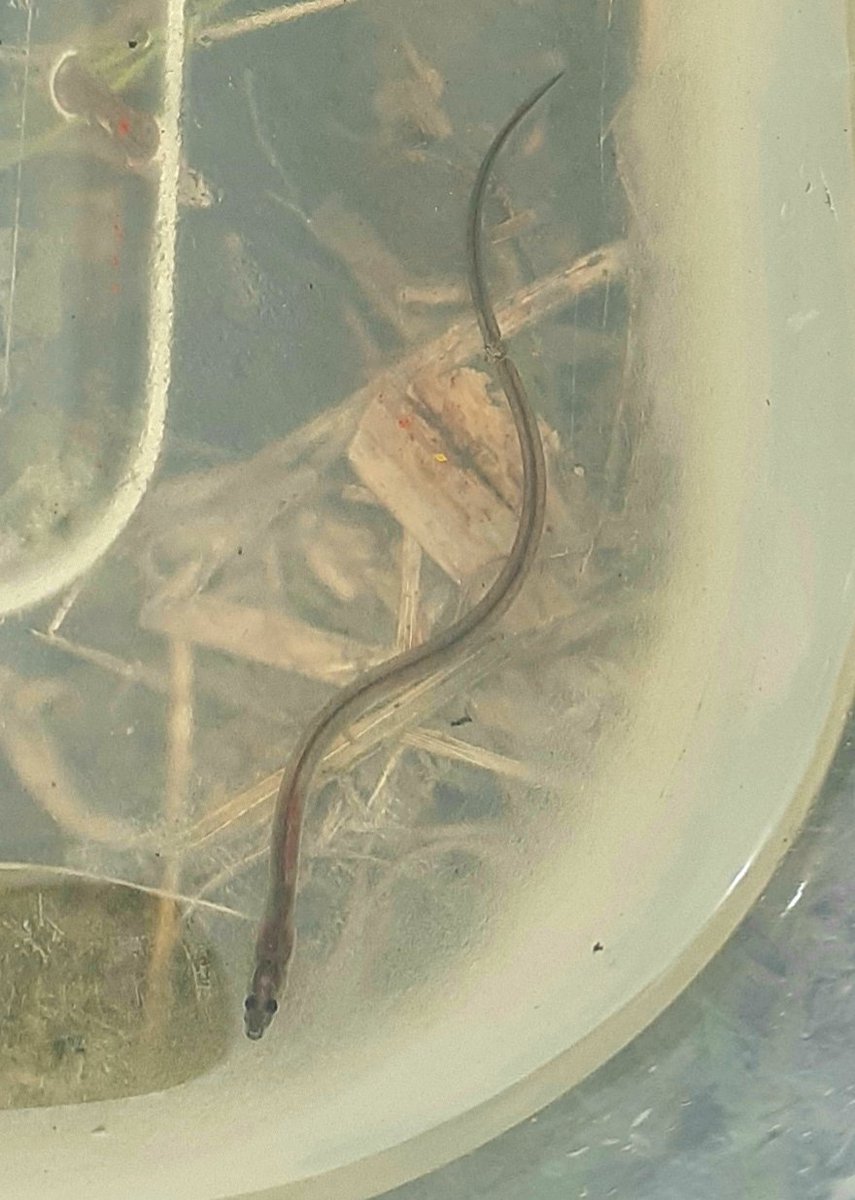 AmyBlaker's tweet photo. @RSPBLeightonM have been monitoring eels migrating along the dyke from Morecambe bay into the reserve since the 90's! Excited to spend more time with these lovely wee elvers. I wonder how many will make it back to the Atlantic vs how many will become a bitterns breakfast! https://t.co/at6rreJqfx