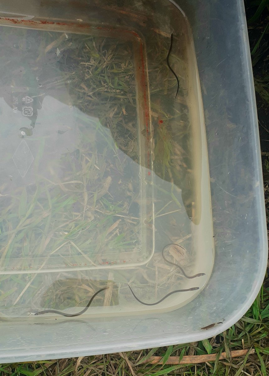AmyBlaker's tweet photo. @RSPBLeightonM have been monitoring eels migrating along the dyke from Morecambe bay into the reserve since the 90's! Excited to spend more time with these lovely wee elvers. I wonder how many will make it back to the Atlantic vs how many will become a bitterns breakfast! https://t.co/at6rreJqfx