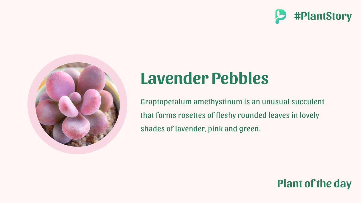 palmstreetapp's tweet photo. The rules for Graptopetalum care are similar to those for most succulents. All require lots of sunlight to look their best. They require gritty, porous soil with excellent drainage. #plantoftheday #plantstory #identifyplants #Garden #GardeningTwitter https://t.co/Pv2OImK3Gg