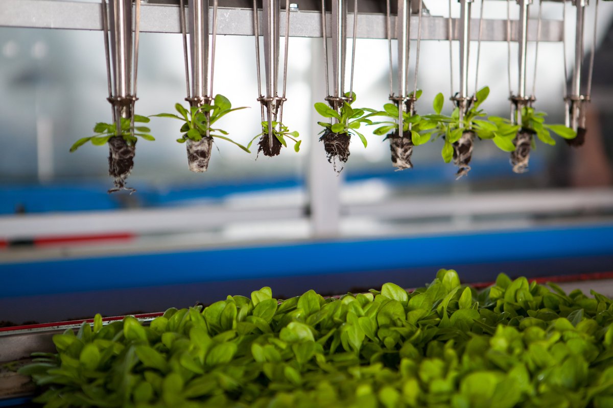 CanSwitzerland's tweet photo. #AgriFood | Don’t miss our series of 3 FREE #webinars on the current Canadian ecosystem and the most innovative solutions in 3 key #AgTech sectors!

The first webinar will begin shortly! https://t.co/2mOxlVqeu0