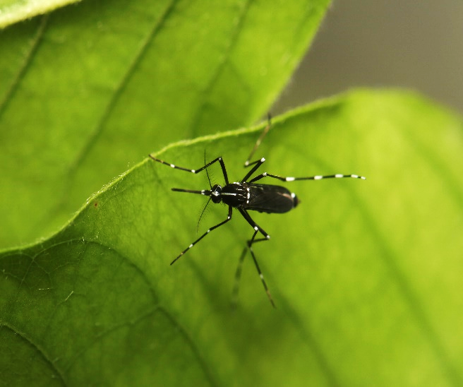 LifewatchBE's tweet photo. 🦟Did you know that #BopCo DNA-barcoding is used to detect exotic mosquito species in Belgium?
👉Find out more about this MEMO user story at https://t.co/g5SDxqJ89M
@RBINSmuseum @africamuseumbe @ITMantwerp @belspo @be_gezondheid @LifewatchBE
#exotic #mosquito https://t.co/3wbD0weZsV