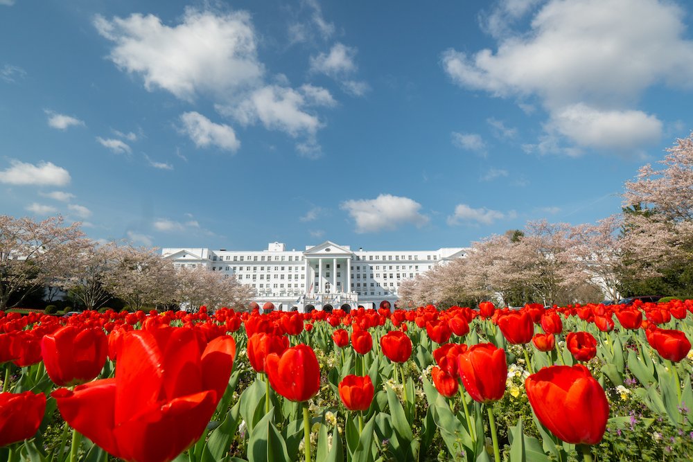 GbrSportingClub's tweet photo. April showers truly do bring May Flowers. 

#GreenbrierLiving #Tulips https://t.co/oNC3jsW6jQ
